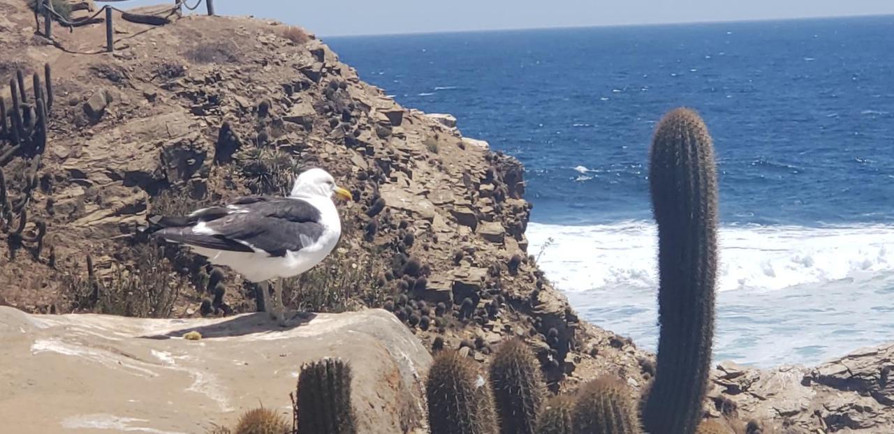 Cabanas Aire Marino Algarrobo Dış mekan fotoğraf