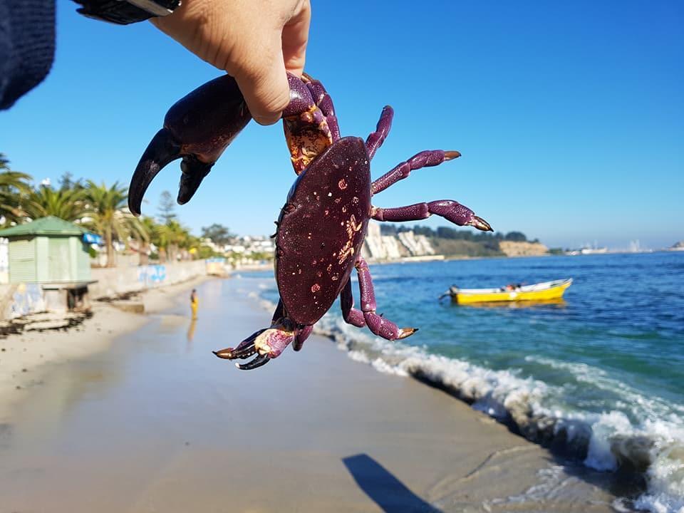Cabanas Aire Marino Algarrobo Dış mekan fotoğraf